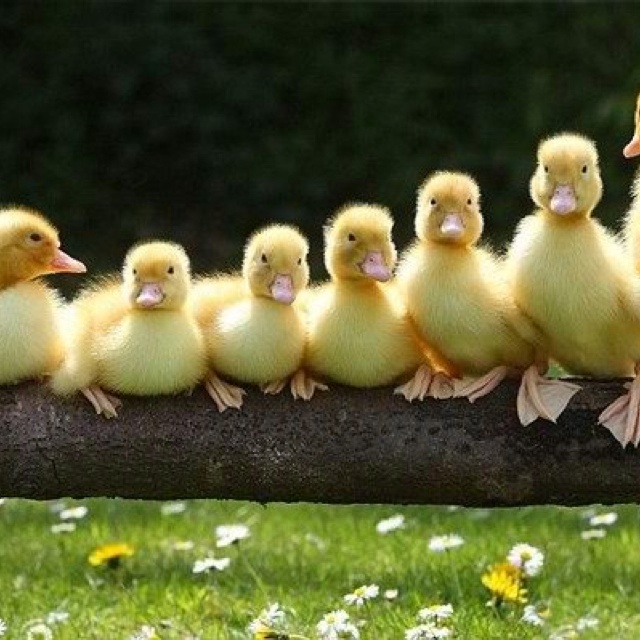 ducks-in-a-row